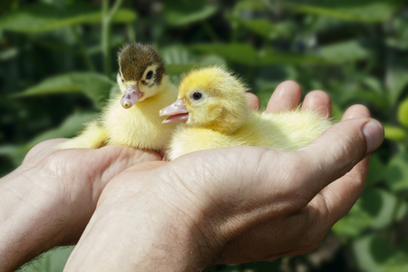 Newborn mallard duckling and musk duckling in the hands of men farmer on green leaves background. Concept of poultry farming.の写真素材