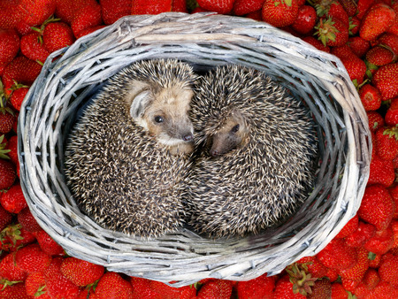 two cute  young hedgehogs, (Atelerix albiventris) curled up inside the wicker from vine baskets on the pile of strawberriesの写真素材