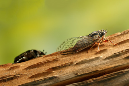 Cicada Euryphara, known as european Cicada, crawling on the trunk of a tree. Rose chafer (cetonia...
