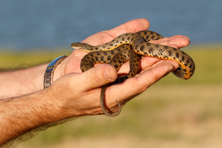 Snake, known as Natrix tessellata, in man's hands on river and green plantsの写真素材