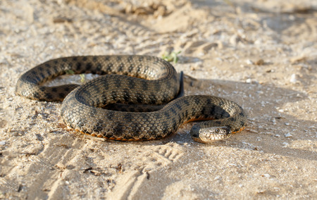 snake, known as Natrix tessellata, crawling on sand in the steppe  near volga river  in the rays of...