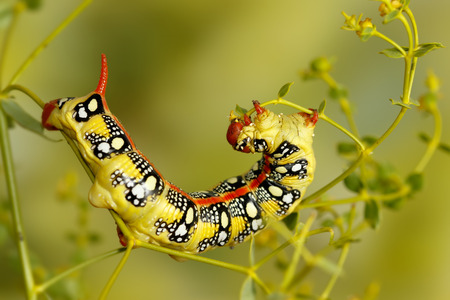 Closeup caterpillar of Spurge hawk-moth (Hyles euphorbiae) eats the plant Euphorbia stepposaの写真素材