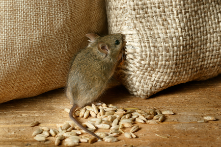 closeup the vole mouse gnaws the sack of grain in the  storehouse