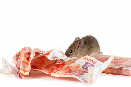 Closeup of mouse gnaws paper currency on pile of cash on white background. Concept of the depreciation of the currencyの写真素材