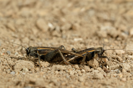 Closeup mating crickets (Melanogryllus desertus) on a sand in the desert at sunny day.の写真素材