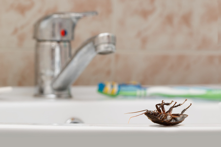 Dead cockroach on the sink on the background of the water faucet, toothbrush and brown tile in the...