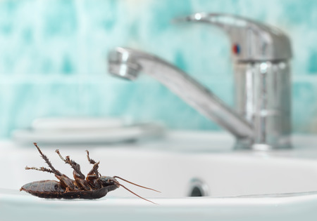 Dead cockroach on the washstand on the background of the water faucet and blue tile in bathroom....