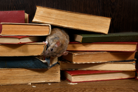 Close-up the rat (Rattus norvegicus) rat gnaws spine of the book on pile of old books in the library. Concept of rodent control.の写真素材