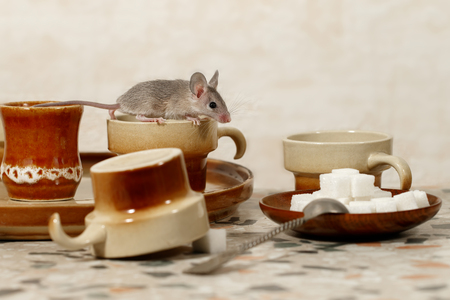 The mouse crouched on the cup on the kitchen table. Cups and a cup of sugar are on the table top.の写真素材