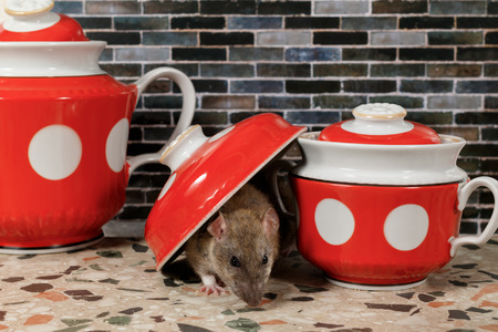 Close-up the rat (Rattus norvegicus) sits near sugar bowl under the cover on countertop at kitchen in an house. The rat  looks at camera.の写真素材