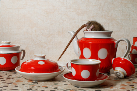 Closeup one rat (Rattus norvegicus) climbs into red teapot near red cups on countertop at kitchen in an apartment house. Fight with rodents in the apartment. Extermination.の写真素材