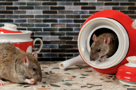 Close-up two rats (Rattus norvegicus) on countertop at kitchen.  One rat eats, second rat looks at her from teapot.の写真素材