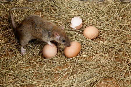 Close-up of the young rat (Rattus norvegicus) and hen's eggs in the chicken coop. Top view. Concept of rodent control.