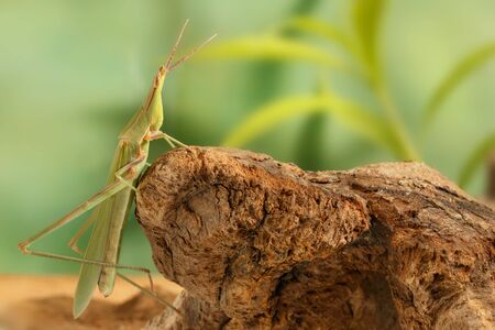 Closeup Acrida oxycephala climbs on the snag on green leafs background