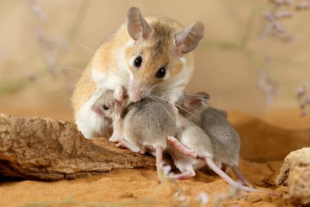 Close-up female spiny mouse  (Acomys cahirinus) breastfeed the offspring.の写真素材