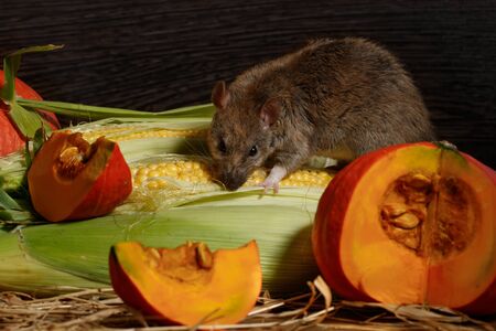 Close-up rat (Rattus norvegicus) eats corn and looks at camera near red pumkin inside of pantry.の写真素材