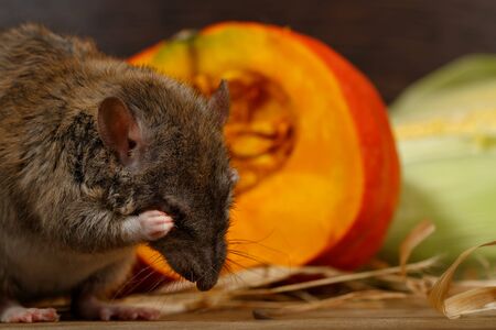 Close-up rat (Rattus norvegicus) sits near orange pumpkin inside of pantry.の写真素材