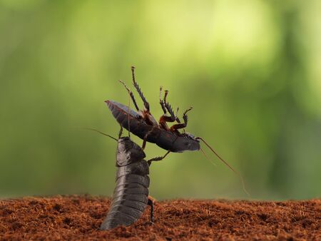 closeup male of Madagascar cockroach raised high cockroach on leaves background. concept of competition for matesの写真素材