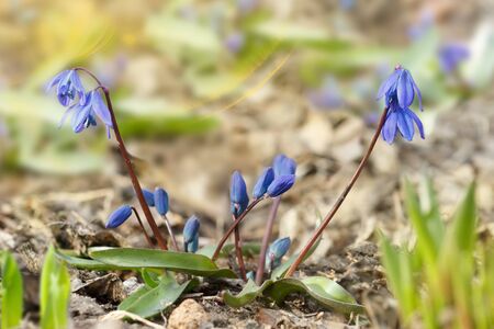 Close-up plants grows from the ground. Scilla - first flowers that blossom after a long winter. Concept of new life. Shallow depth of field. Sun dayの写真素材