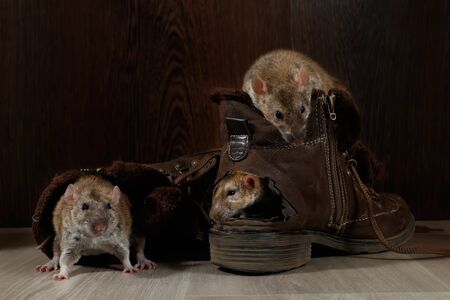 Close-up three rats climb inside brown shoes on the gray floors. The concept of rodent control.の写真素材