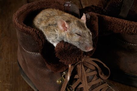close-up of a rat sleeping in a brown shoe on a wooden floor. The concept of rodent control  in the apartment. Extermination.の写真素材