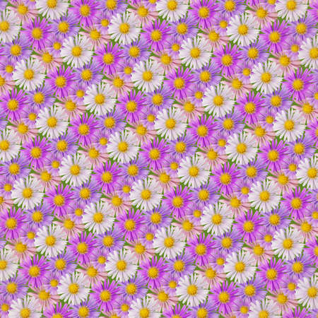 Abstract background of pink, violet and white aster flowers on green. Seamless pattern.