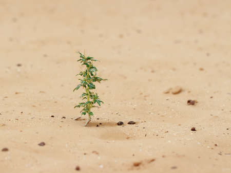 Close-up of desert plant (Xanthium spinosum) on sand at cloudy dayの写真素材
