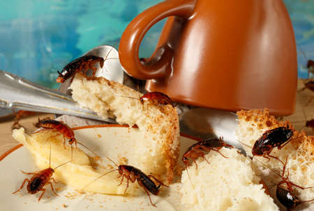 close-up of red cockroaches on a slices of bread and cheese. Brown tea cup and metal spoons in the background. Pest control concept.の写真素材