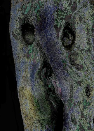 Soul of big tree.の写真素材