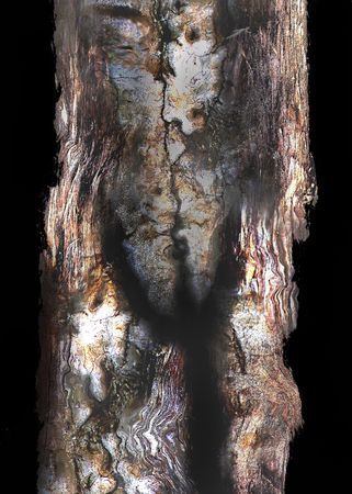 Solitay old treeの写真素材