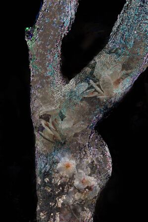 Plum  tree.の写真素材