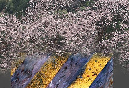 Cherry  blossom.の写真素材