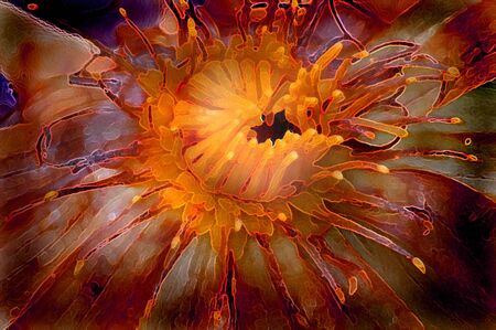 Yellow  rotus.の写真素材