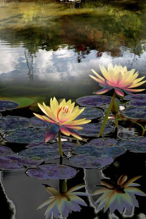 Shadow.の写真素材