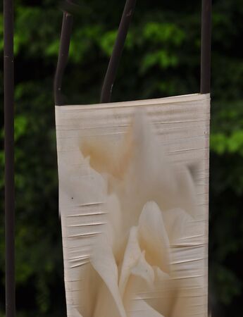 White  rotus.の写真素材