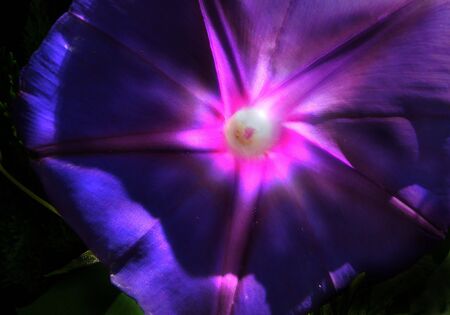 Sun  flower.の写真素材