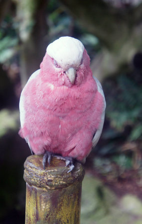 Pink sleepy parrot sitting on a poleの写真素材