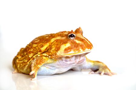 Albino Ceratophrys cranwelli frog on white background with reflectionの写真素材