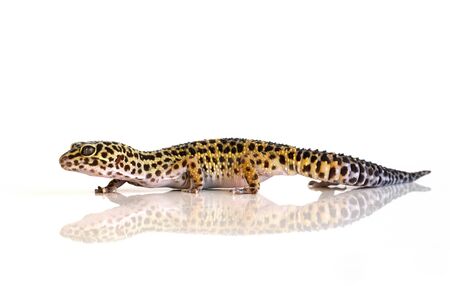 Eublepharis macularius, leopard lizard on white background with reflectionの写真素材