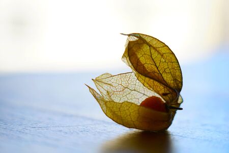one Physalis peruviana, Cape gooseberry, goldenberry on a wooden tableの写真素材