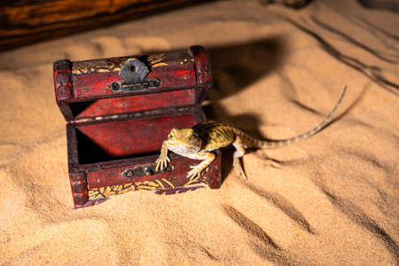 pogona vitticeps lizard. Australian bearded dragon lizard. Agama lizard lies in an open treasure...