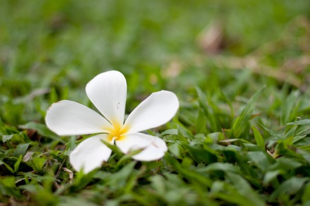 Fallen Flowerの写真素材