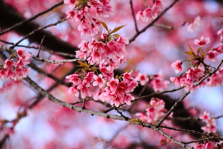 sakura in Thailand2