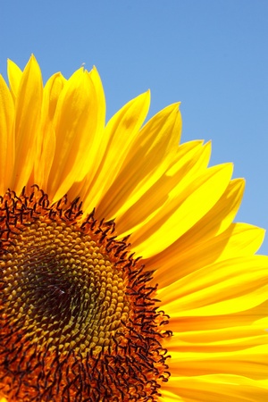 sunflower and skyの写真素材