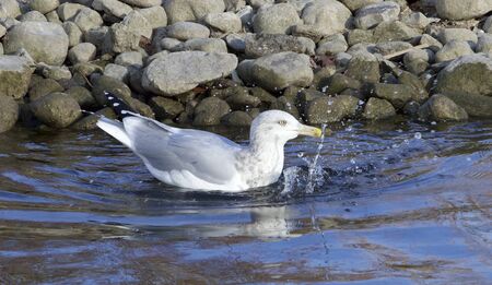 The Ring-billed gull is swimmingの写真素材