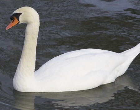 Big male mute swanの写真素材