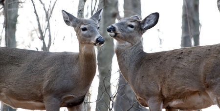 The deers. When love has gone.の写真素材