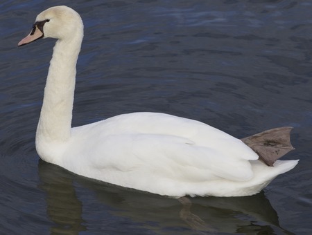 Mute swanの写真素材