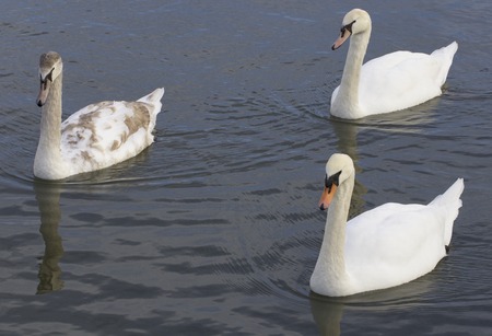 Three mute swansの写真素材