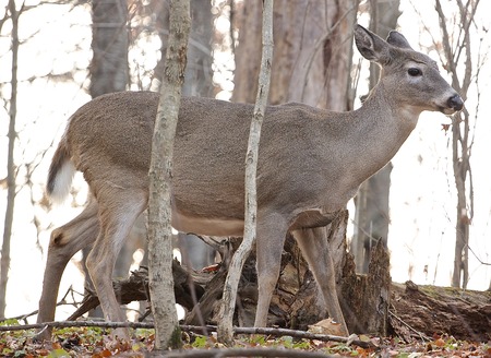 The young female deerの写真素材